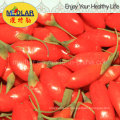 Chinesische traditionelle Gesundheit Frucht Goji Beeren (Wolfberry) -380PCS / 50g